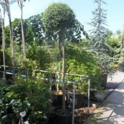 Bolliguster (Ligustrum Delavayanum) -Exporteren Tuin Zorgzaam Winkel ligustrum delavayanum 12 14ho cont
