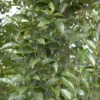 Liguster (Ligustrum Lucidum) -Exporteren Tuin Zorgzaam Winkel ligustrum lucidum