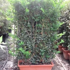 Liguster Als Leivorm (Ligustrum Japonicum 'Texanum') -Exporteren Tuin Zorgzaam Winkel ligustrum texanum leivorm 80x120 2