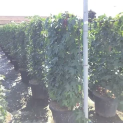 Amberboom Als Leivorm (Liquidambar Styraciflua) -Exporteren Tuin Zorgzaam Winkel liquidambar lage leivorm c45 1