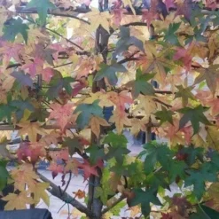 Amberboom Als Leivorm (Liquidambar Styraciflua) -Exporteren Tuin Zorgzaam Winkel liquidambar leiboom 1 1
