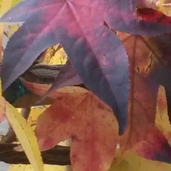 Amberboom Als Leivorm (Liquidambar Styraciflua) -Exporteren Tuin Zorgzaam Winkel liquidambar leiboom 2 2