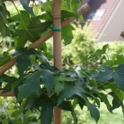 Amberboom Als Leivorm (Liquidambar Styraciflua) -Exporteren Tuin Zorgzaam Winkel liquidambar styraciflua 2 1