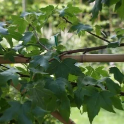 Amberboom Als Leivorm (Liquidambar Styraciflua) -Exporteren Tuin Zorgzaam Winkel liquidambar styraciflua 3 1