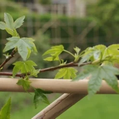 Amberboom Als Leivorm (Liquidambar Styraciflua) -Exporteren Tuin Zorgzaam Winkel liquidambar styraciflua 4 1
