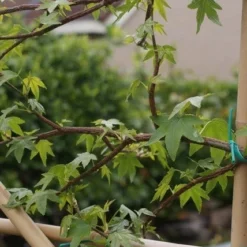 Amberboom Als Leivorm (Liquidambar Styraciflua) -Exporteren Tuin Zorgzaam Winkel liquidambar styraciflua 5 1