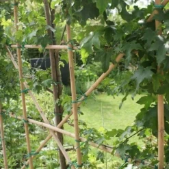 Amberboom Als Leivorm (Liquidambar Styraciflua) -Exporteren Tuin Zorgzaam Winkel liquidambar styraciflua 6 1