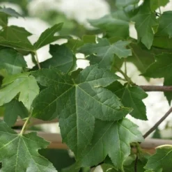 Amberboom Als Leivorm (Liquidambar Styraciflua) -Exporteren Tuin Zorgzaam Winkel liquidambar styraciflua 7 2