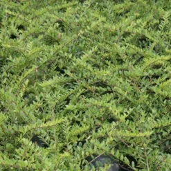 Struikkamperfoelie (Lonicera Pileata) -Exporteren Tuin Zorgzaam Winkel lonicera pileata 1