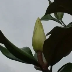 Magnolia (Magnolia Grandiflora 'Gallissoniere') -Exporteren Tuin Zorgzaam Winkel magnolia grandiflora 2