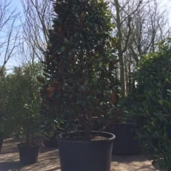 Magnolia (Magnolia Grandiflora 'Gallissoniere') -Exporteren Tuin Zorgzaam Winkel magnolia grandiflora 350 400 extra breed
