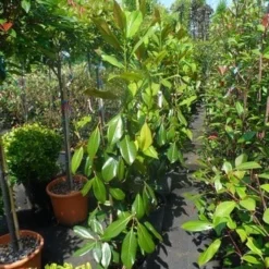 Magnolia (Magnolia Grandiflora 'Gallissoniere') -Exporteren Tuin Zorgzaam Winkel magnolia grandiflora gallisoniere 100 125