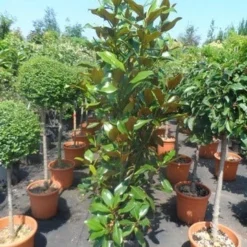 Magnolia (Magnolia Grandiflora 'Gallissoniere') -Exporteren Tuin Zorgzaam Winkel magnolia grandiflora gallisoniere 125 150 175 cont. 1