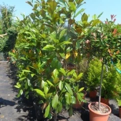 Magnolia (Magnolia Grandiflora 'Gallissoniere') -Exporteren Tuin Zorgzaam Winkel magnolia grandiflora gallisoniere 150 175 200 cont