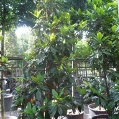 Magnolia (Magnolia Grandiflora 'Gallissoniere') -Exporteren Tuin Zorgzaam Winkel magnolia grandiflora gallisoniere 250 300 c150