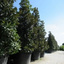 Magnolia (Magnolia Grandiflora 'Gallissoniere') -Exporteren Tuin Zorgzaam Winkel magnolia grandiflora gallisoniere 2