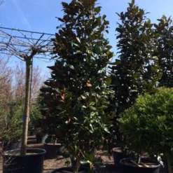 Magnolia (Magnolia Grandiflora 'Gallissoniere') -Exporteren Tuin Zorgzaam Winkel magnolia grandiflora gallisoniere 350 400 450