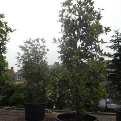 Magnolia (Magnolia Grandiflora 'Gallissoniere') -Exporteren Tuin Zorgzaam Winkel magnolia grandiflora gallisoniere 350 400 450 c1000