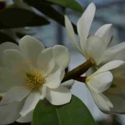 Michelia 'Fairy Magnolia White' -Exporteren Tuin Zorgzaam Winkel michelia fairy magnolia blush