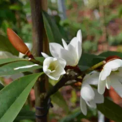 Michelia 'Fairy Magnolia White' -Exporteren Tuin Zorgzaam Winkel michelia fairy magnolia blush 3