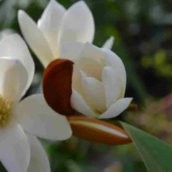 Nieuwe uitgaven -Exporteren Tuin Zorgzaam Winkel michelia fairy magnolia blush 4