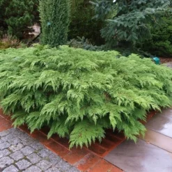 Valse Jeneverbes (Microbiota Decussata) -Exporteren Tuin Zorgzaam Winkel microbiota decussata