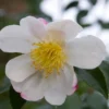 Camelia (Camellia Sasanqua 'Hino De Gumo') -Exporteren Tuin Zorgzaam Winkel moja01077