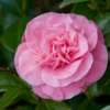Camelia (Camellia Japonica 'Marie Bracey') -Exporteren Tuin Zorgzaam Winkel moja01193