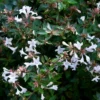 Abelia Op Rek (Abelia Grandiflora) -Exporteren Tuin Zorgzaam Winkel moja02790