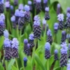 Kaboutermutsjes (Muscari Latifolium) 1 Kaboutermutsjes (Muscari Latifolium) -Exporteren Tuin Zorgzaam Winkel muscari latifolium 14 1