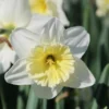 Narcis (Narcissus 'Ice Follies') -Exporteren Tuin Zorgzaam Winkel narcissus icefollies 3 1