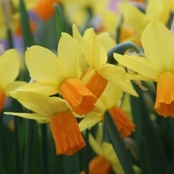 Exporteren Tuin Zorgzaam Winkel -Exporteren Tuin Zorgzaam Winkel narcissus jetfire 15 1