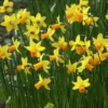 Narcis (Narcissus 'Jetfire') -Exporteren Tuin Zorgzaam Winkel narcissus jetfire 5