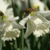 Narcis (Narcissus 'Mount Hood') -Exporteren Tuin Zorgzaam Winkel narcissus mounthood