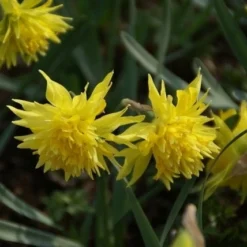 Exporteren Tuin Zorgzaam Winkel 34 Narcis (Narcissus 'Rip Van Winkle')