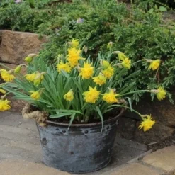 Exporteren Tuin Zorgzaam Winkel -Exporteren Tuin Zorgzaam Winkel narcissus ripvanwinkle 1 1