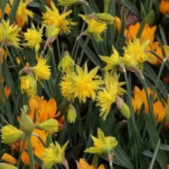 Narcis (Narcissus 'Rip Van Winkle') -Exporteren Tuin Zorgzaam Winkel narcissus ripvanwinkle 6 1
