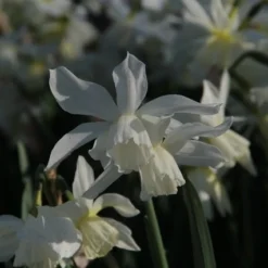 Exporteren Tuin Zorgzaam Winkel -Exporteren Tuin Zorgzaam Winkel narcissus thalia 5 1