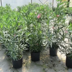Roze Oleander (Nerium Oleander) -Exporteren Tuin Zorgzaam Winkel nerium 60 80