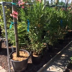 Roze Oleander (Nerium Oleander) -Exporteren Tuin Zorgzaam Winkel nerium oleander c20