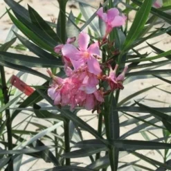 Roze Oleander (Nerium Oleander) -Exporteren Tuin Zorgzaam Winkel nerium roze