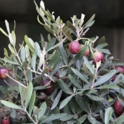 Olijf Als Struik (Olea Europaea) -Exporteren Tuin Zorgzaam Winkel olea europaea 1 1
