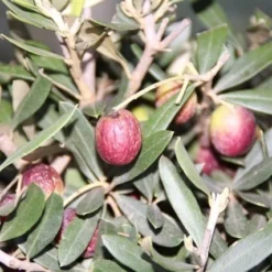 Olijf Als Struik (Olea Europaea) -Exporteren Tuin Zorgzaam Winkel olea europaea 2 1