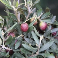 Olijf Als Struik (Olea Europaea) -Exporteren Tuin Zorgzaam Winkel olea europaea 3 1
