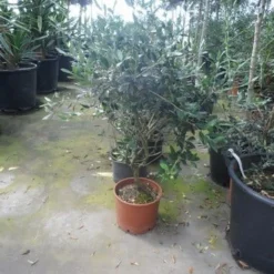 Olijf Als Struik (Olea Europaea) -Exporteren Tuin Zorgzaam Winkel olea europaea struikvorm 60 80 c10