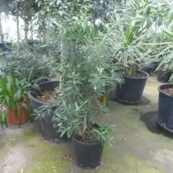 Olijf Als Struik (Olea Europaea) -Exporteren Tuin Zorgzaam Winkel olea europaea struikvorm 80 100 c20