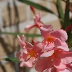 Roze Oleander (Nerium Oleander) -Exporteren Tuin Zorgzaam Winkel oleander 5