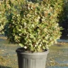 Olijfwilg Als Bol (Elaeagnus Ebbingei 'Compacta') -Exporteren Tuin Zorgzaam Winkel olijfwilg bollen 6070cm 1 1