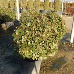 Olijfwilg Als Bol (Elaeagnus Ebbingei 'Compacta') -Exporteren Tuin Zorgzaam Winkel olijfwilg bollen 6070cm 2
