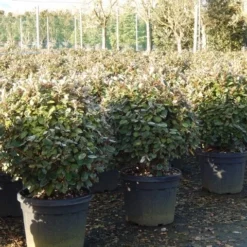 Olijfwilg Als Bol (Elaeagnus Ebbingei 'Compacta') -Exporteren Tuin Zorgzaam Winkel olijfwilg bollen 6070cm 4 1